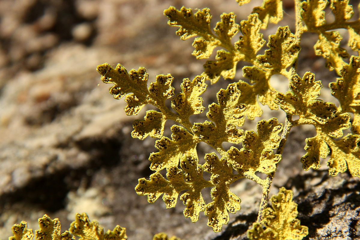 Pityrogramma argentea Pityrogramma argentea