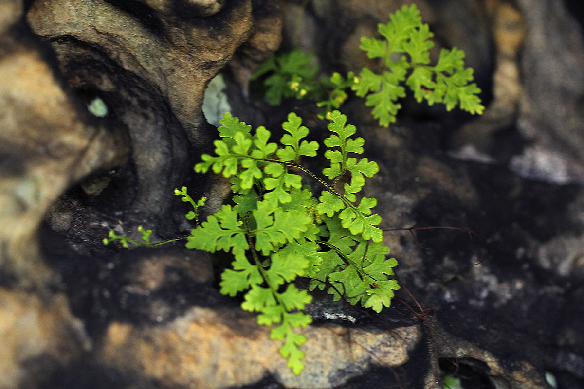 Pityrogramma argentea Pityrogramma argentea