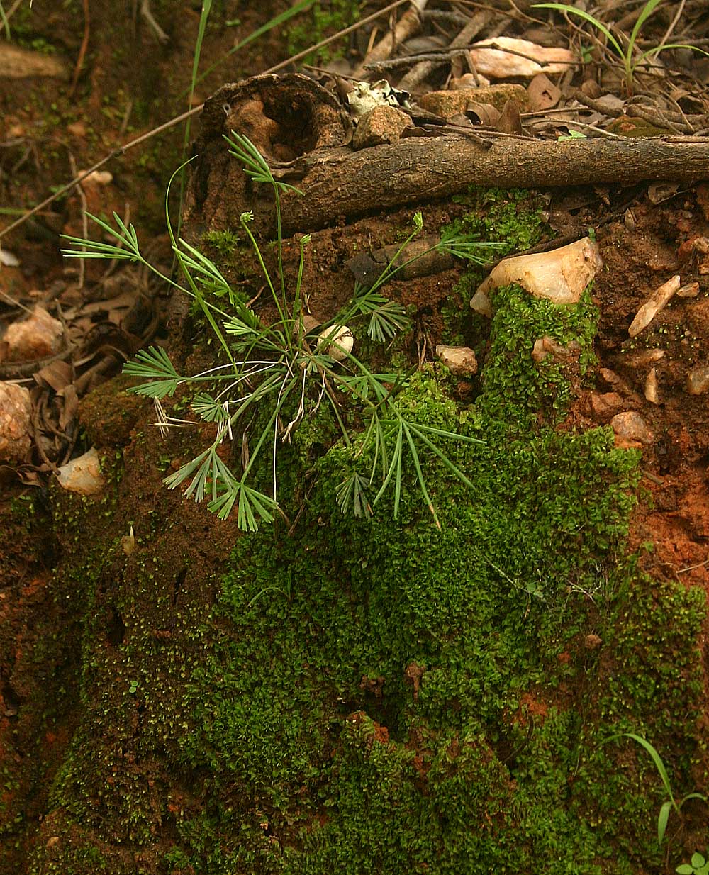 Actiniopteris dimorpha subsp. dimorpha