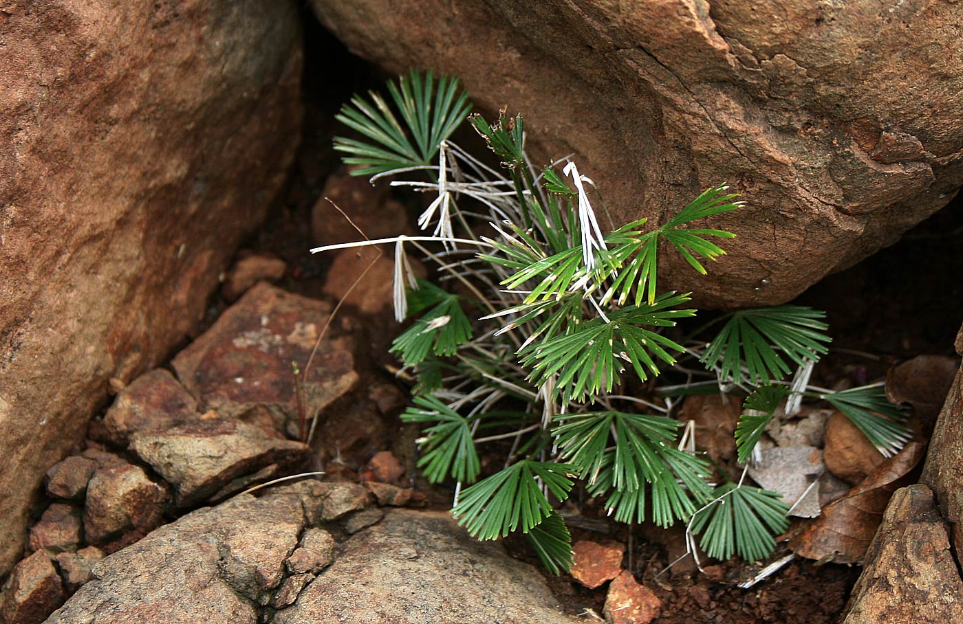 Actiniopteris radiata