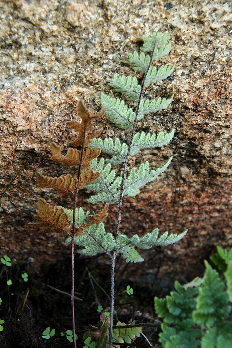 Cheilanthes inaequalis