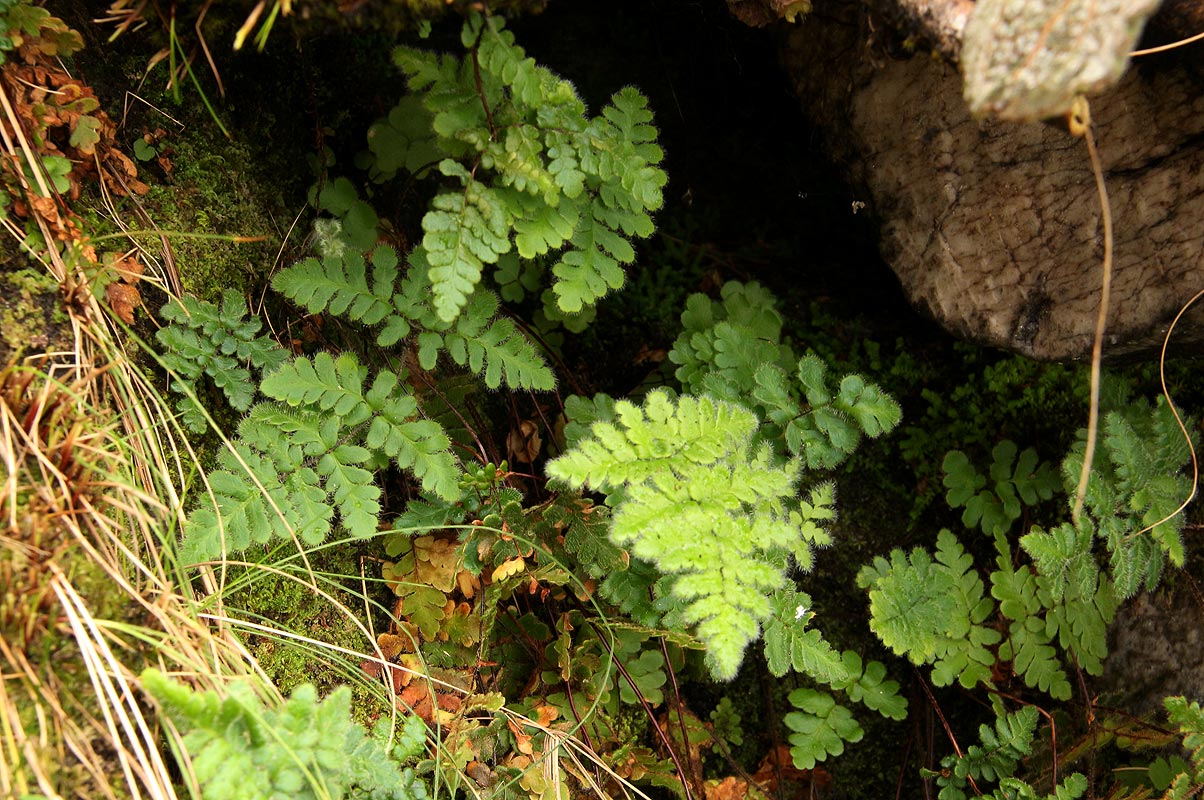 Cheilanthes buchananii Cheilanthes buchananii
