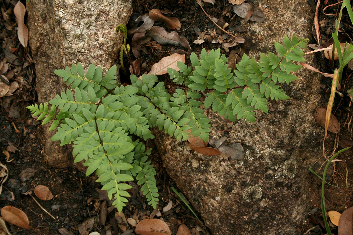 Cheilanthes involuta var. obscura