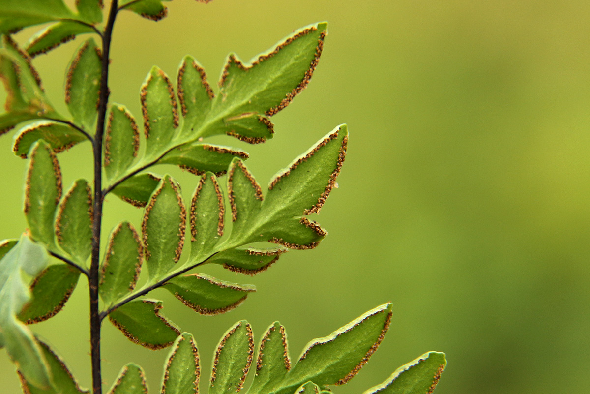 Cheilanthes involuta var. obscura