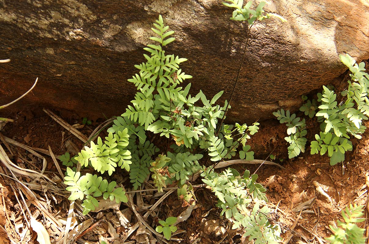 Cheilanthes involuta var. obscura