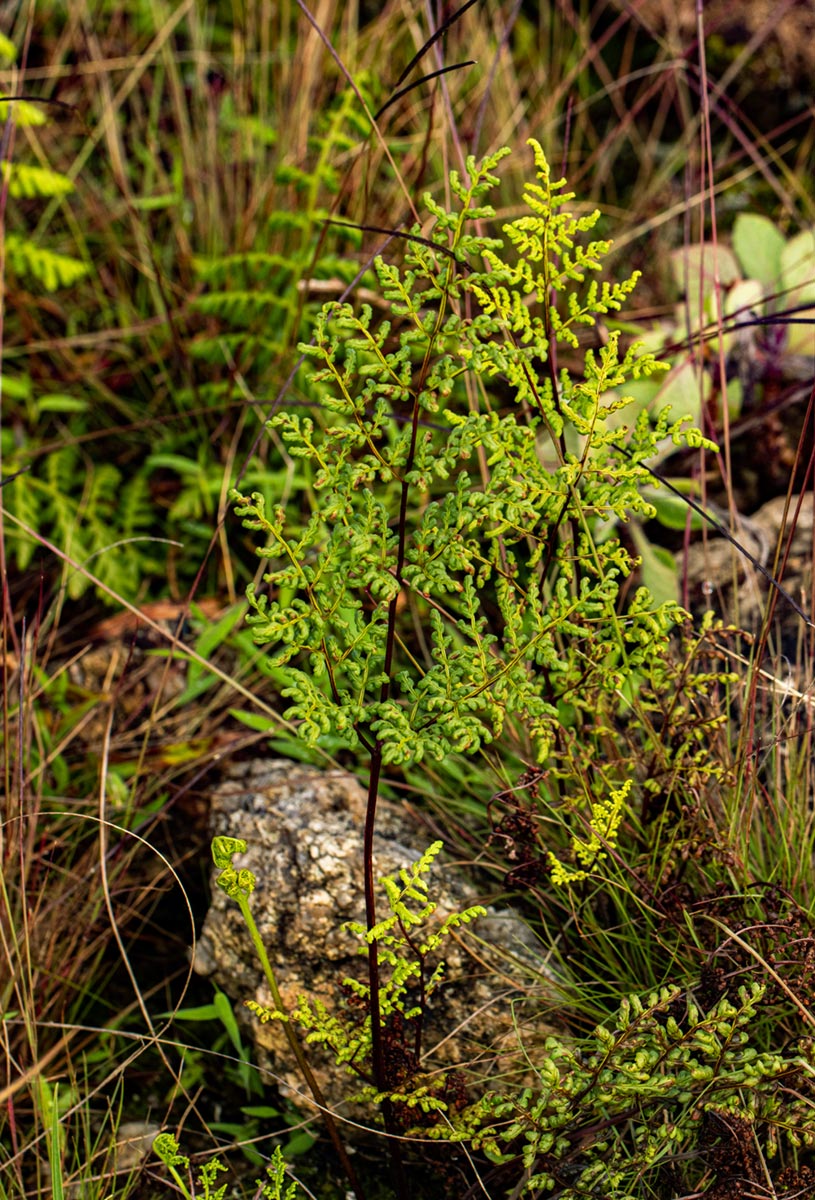 Cheilanthes multifida