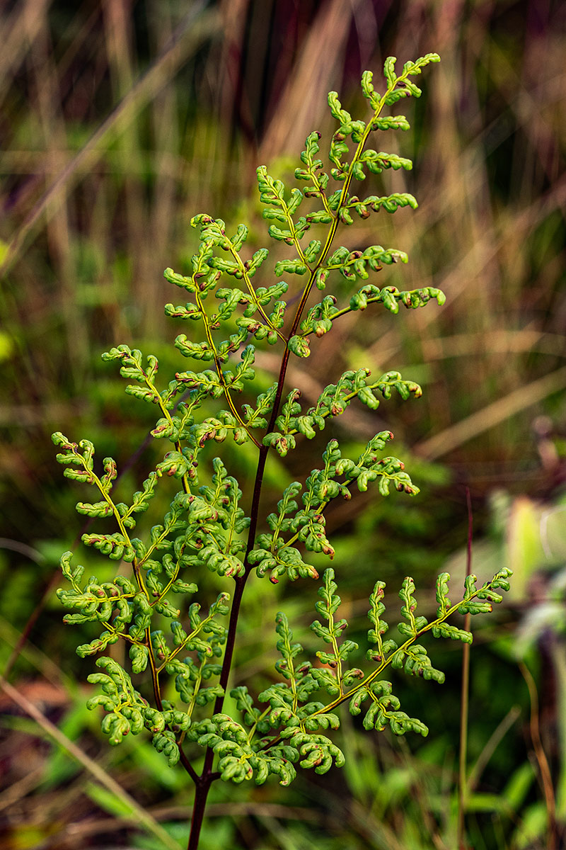 Cheilanthes multifida