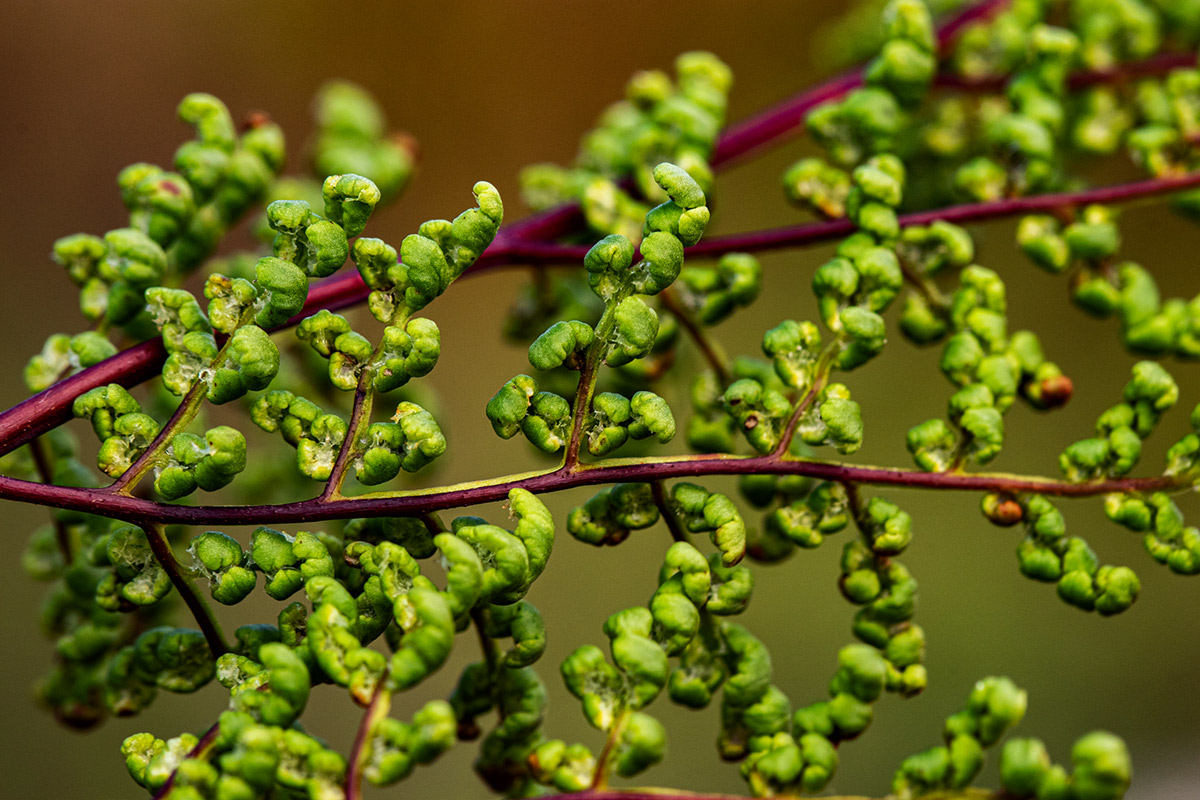Cheilanthes multifida