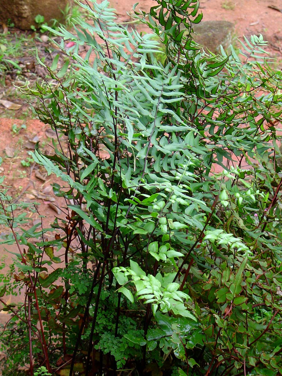 Cheilanthes viridis var. viridis Cheilanthes viridis var. viridis