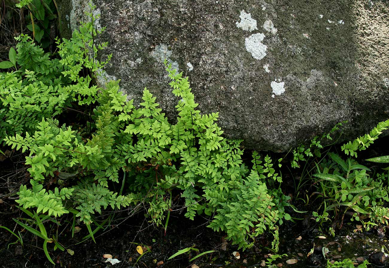 Cheilanthes viridis var. glauca Cheilanthes viridis var. glauca