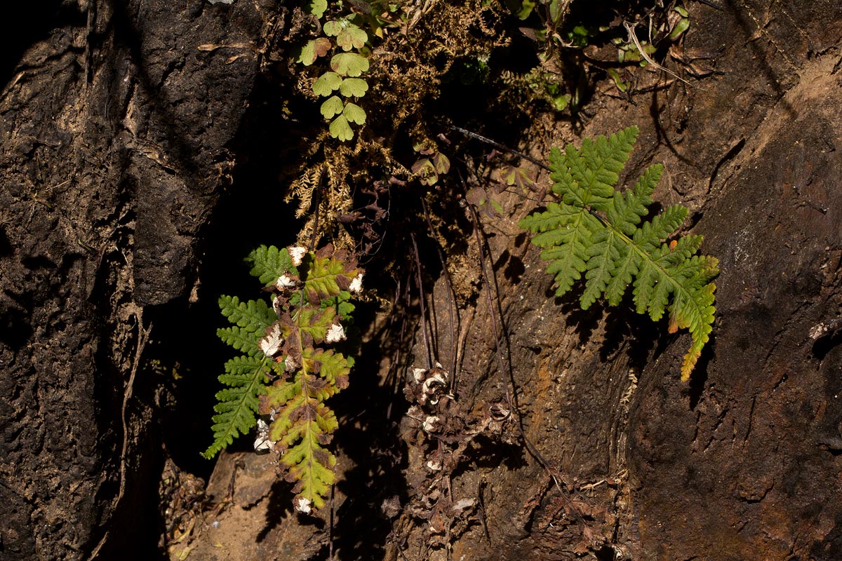 Aleuritopteris farinosa