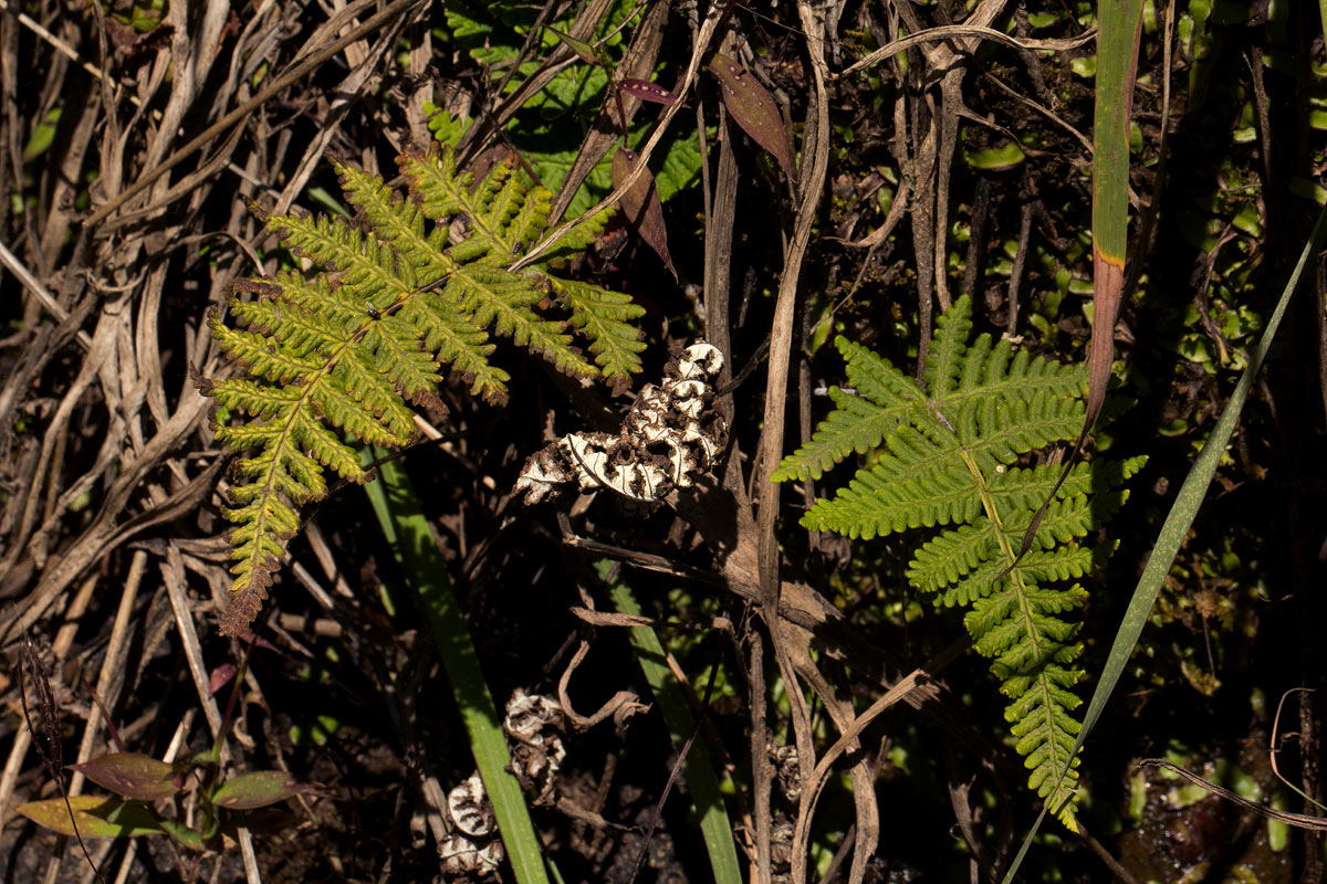 Aleuritopteris farinosa