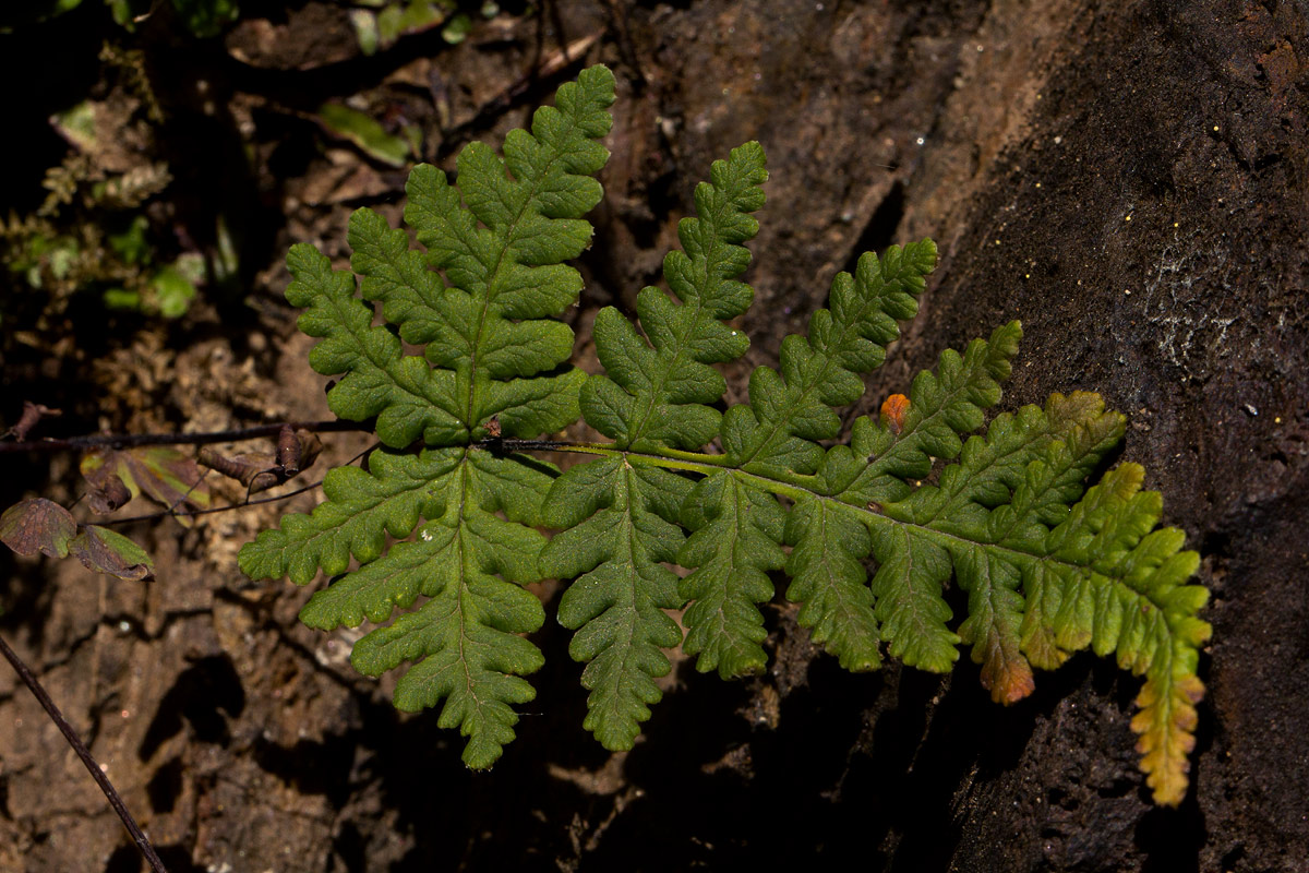 Aleuritopteris farinosa