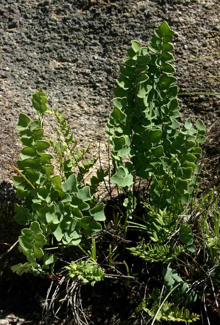 Pellaea calomelanos var. calomelanos Pellaea calomelanos var. calomelanos
