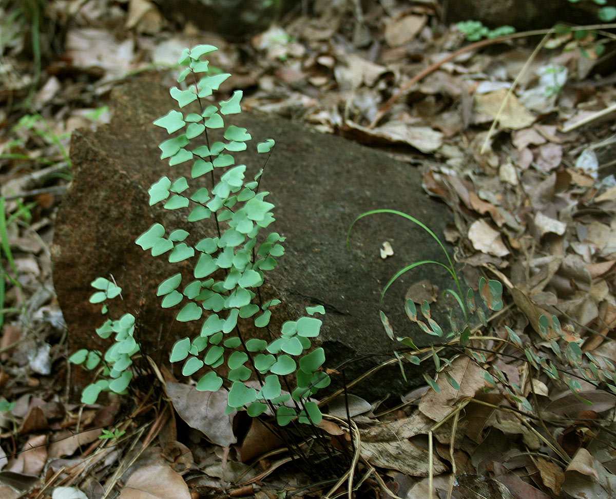 Pellaea calomelanos var. calomelanos Pellaea calomelanos var. calomelanos