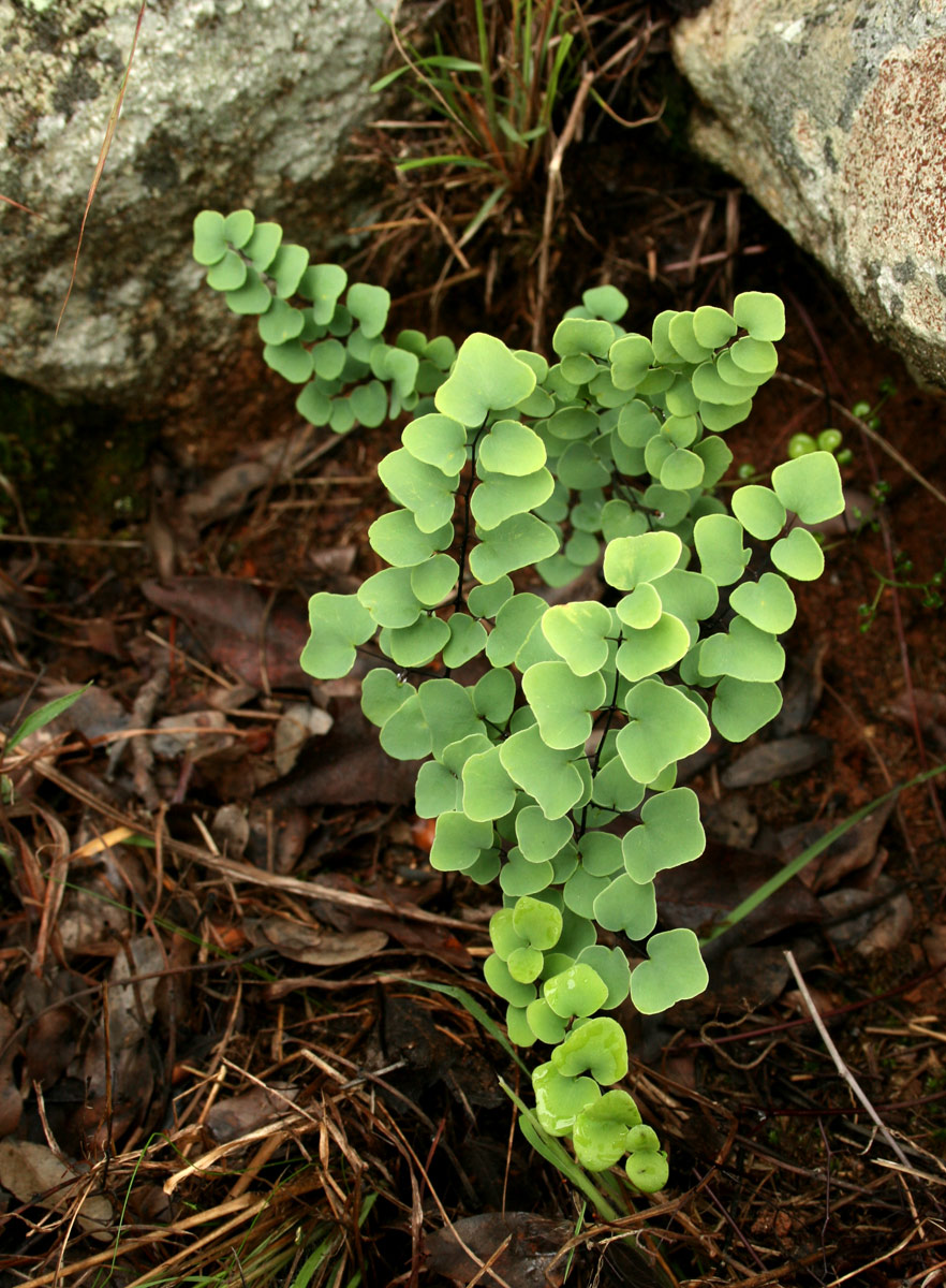 Pellaea calomelanos var. calomelanos Pellaea calomelanos var. calomelanos