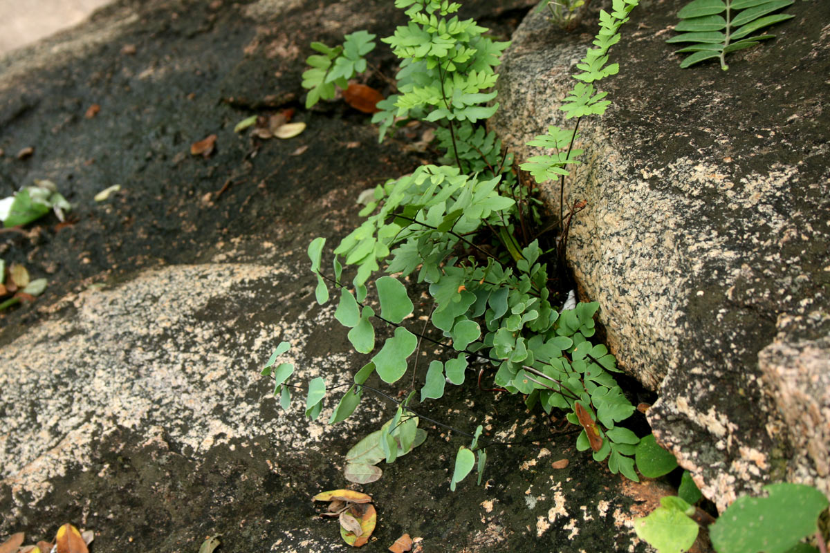 Pellaea calomelanos var. calomelanos Pellaea calomelanos var. calomelanos