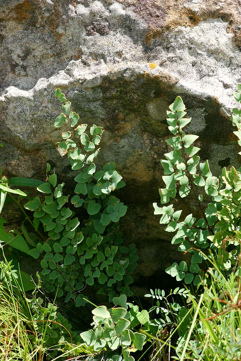 Pellaea calomelanos var. calomelanos Pellaea calomelanos var. calomelanos