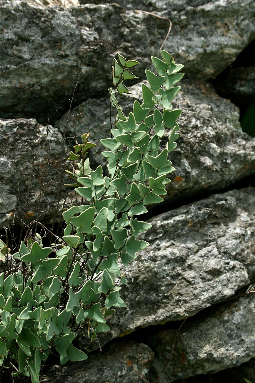 Pellaea calomelanos var. calomelanos Pellaea calomelanos var. calomelanos