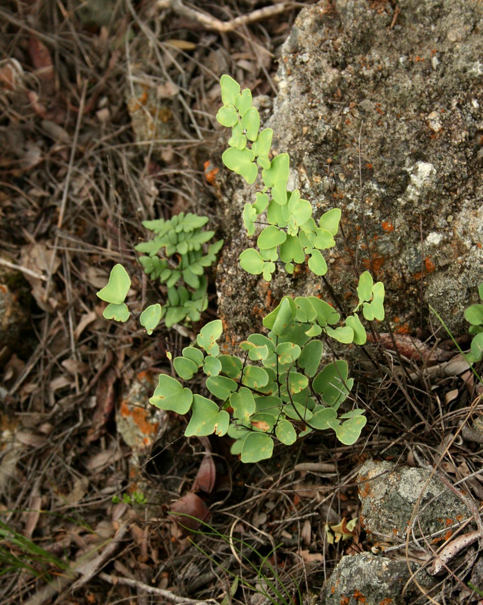 Pellaea calomelanos var. calomelanos