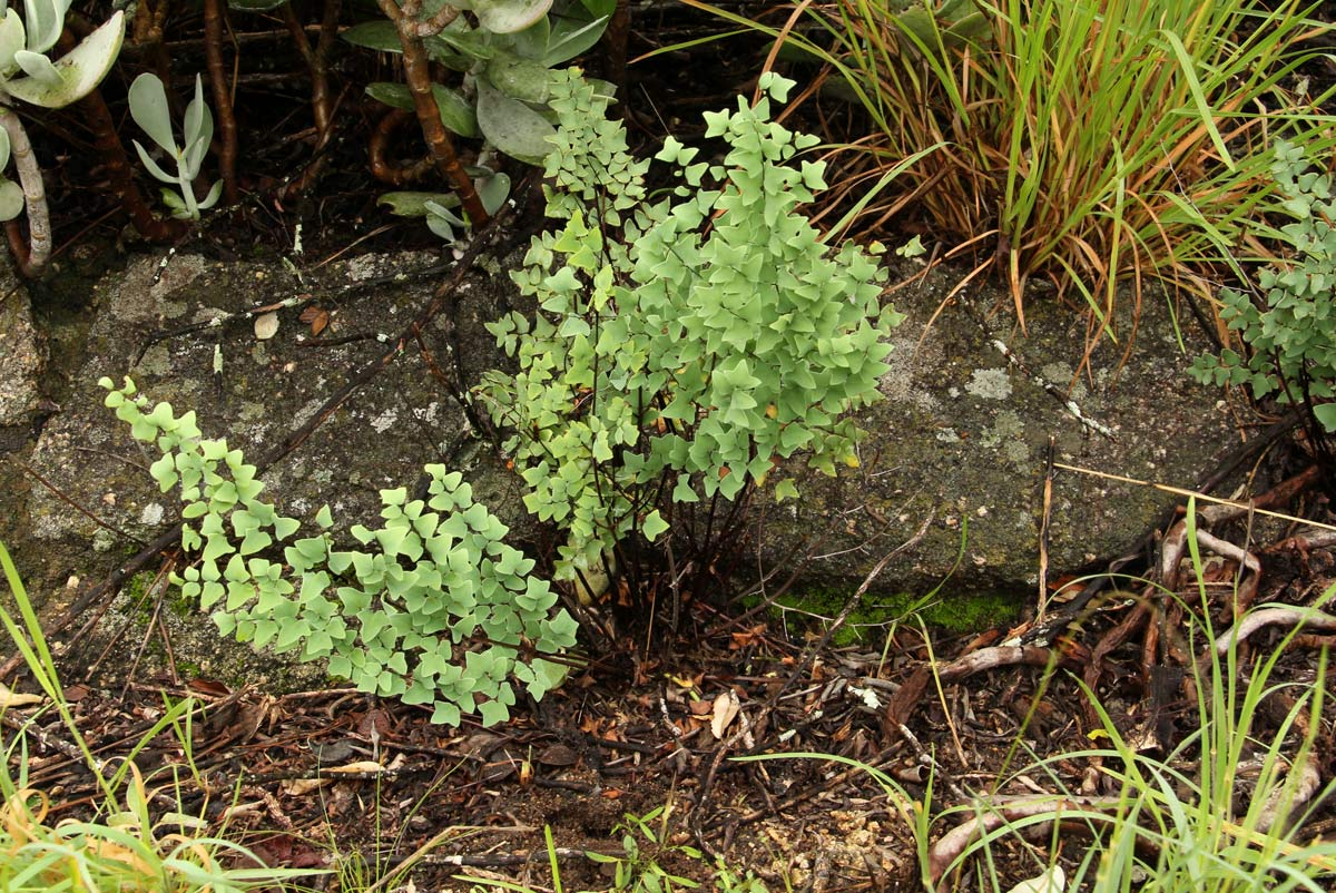 Pellaea calomelanos var. calomelanos Pellaea calomelanos var. calomelanos