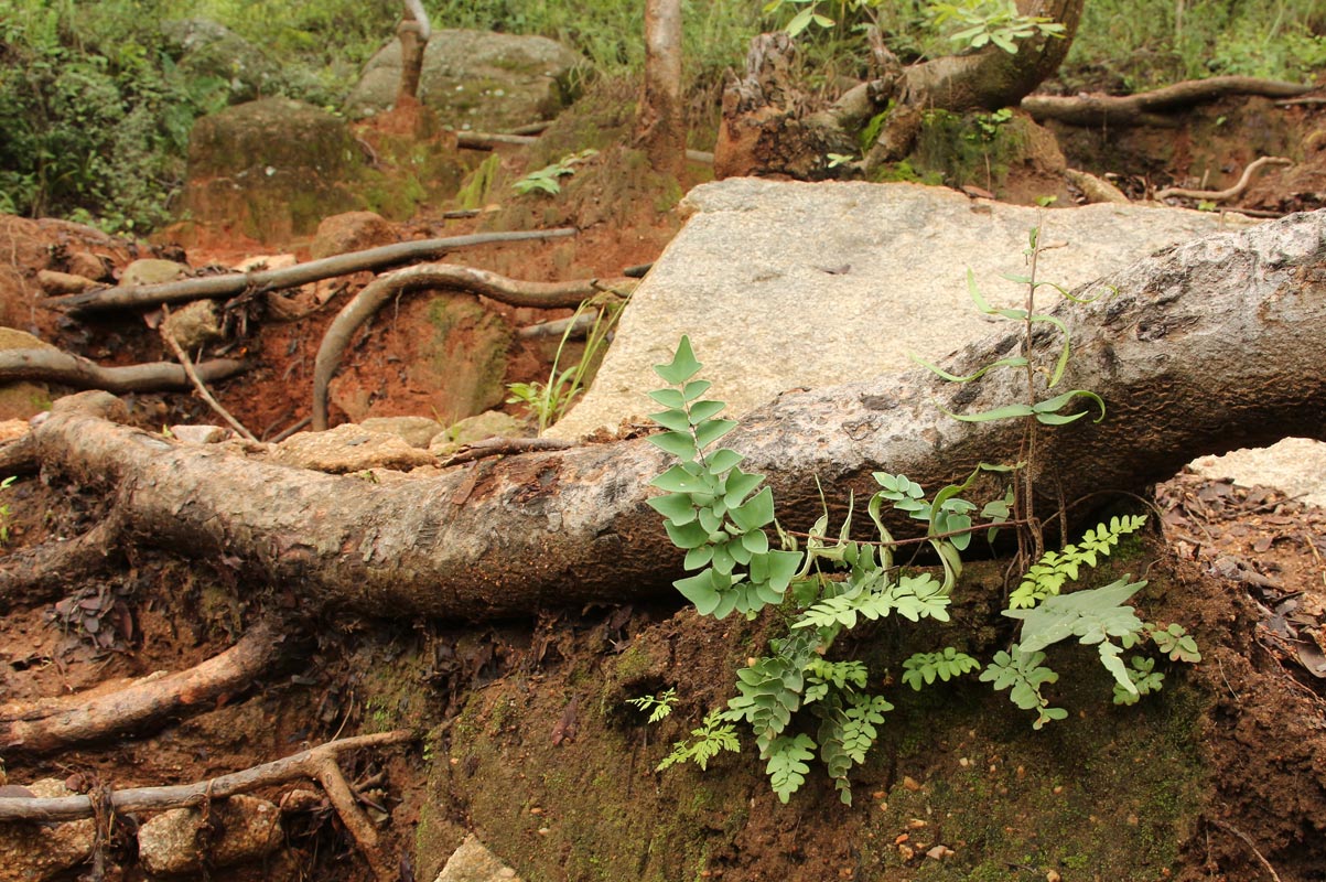 Pellaea calomelanos var. calomelanos Pellaea calomelanos var. calomelanos
