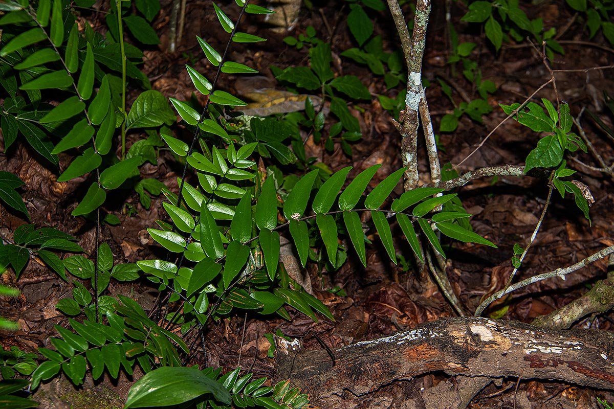 Pellaea doniana Pellaea doniana