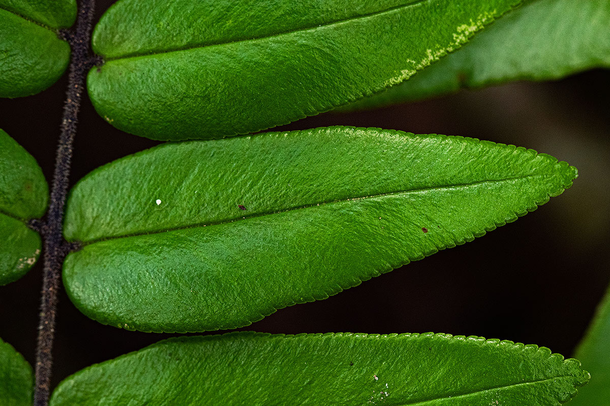 Pellaea doniana Pellaea doniana