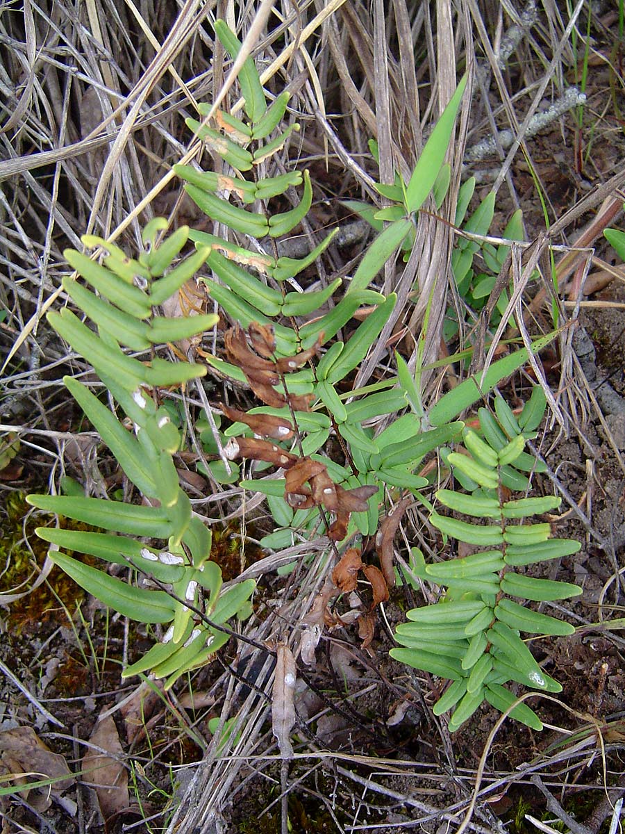 Pellaea dura var. dura Pellaea dura var. dura