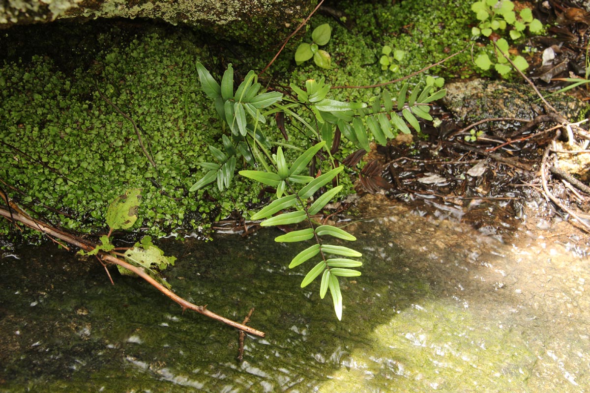 Pellaea dura var. dura Pellaea dura var. dura