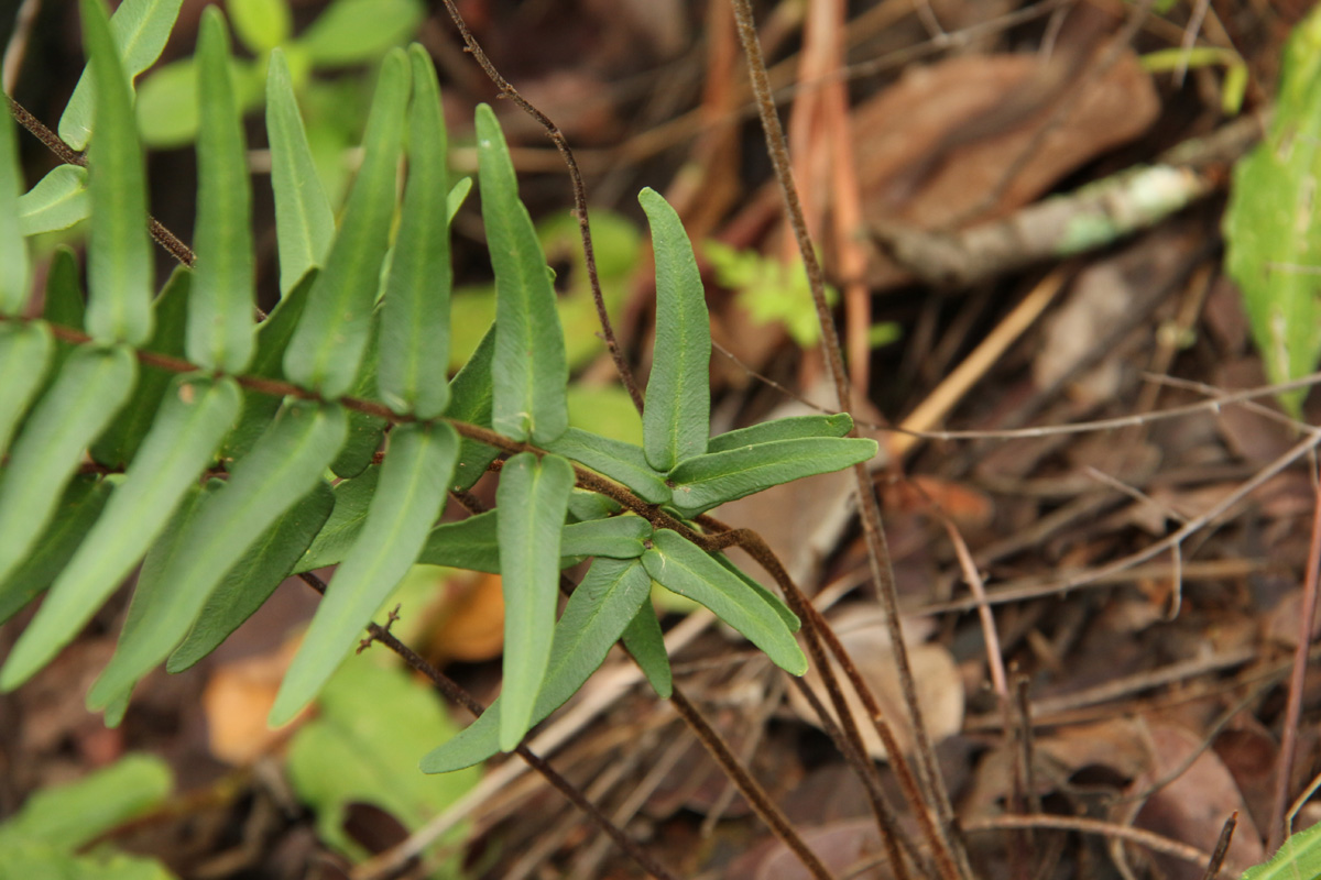 Pellaea dura var. dura Pellaea dura var. dura