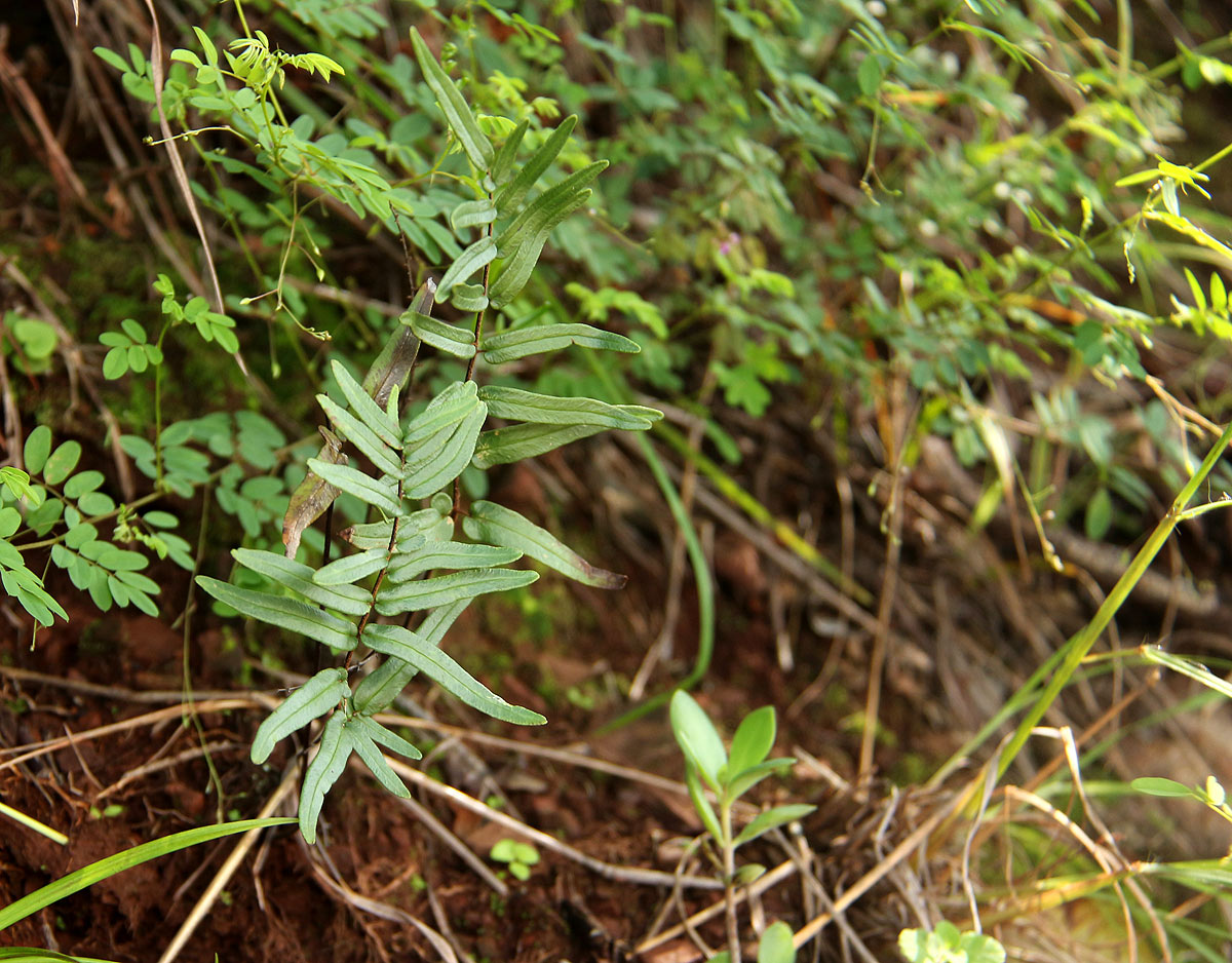Pellaea dura var. dura Pellaea dura var. dura