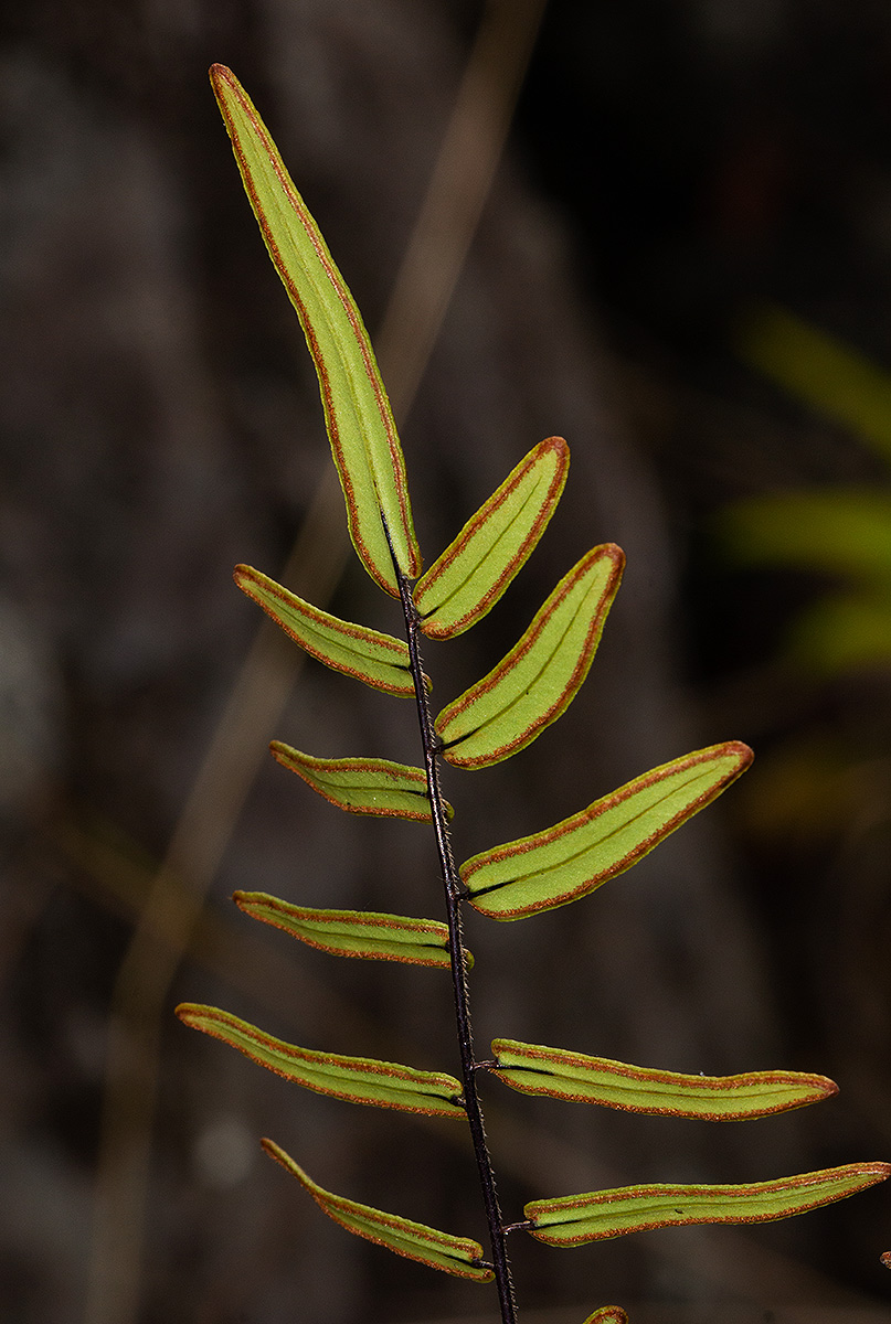 Pellaea dura var. dura