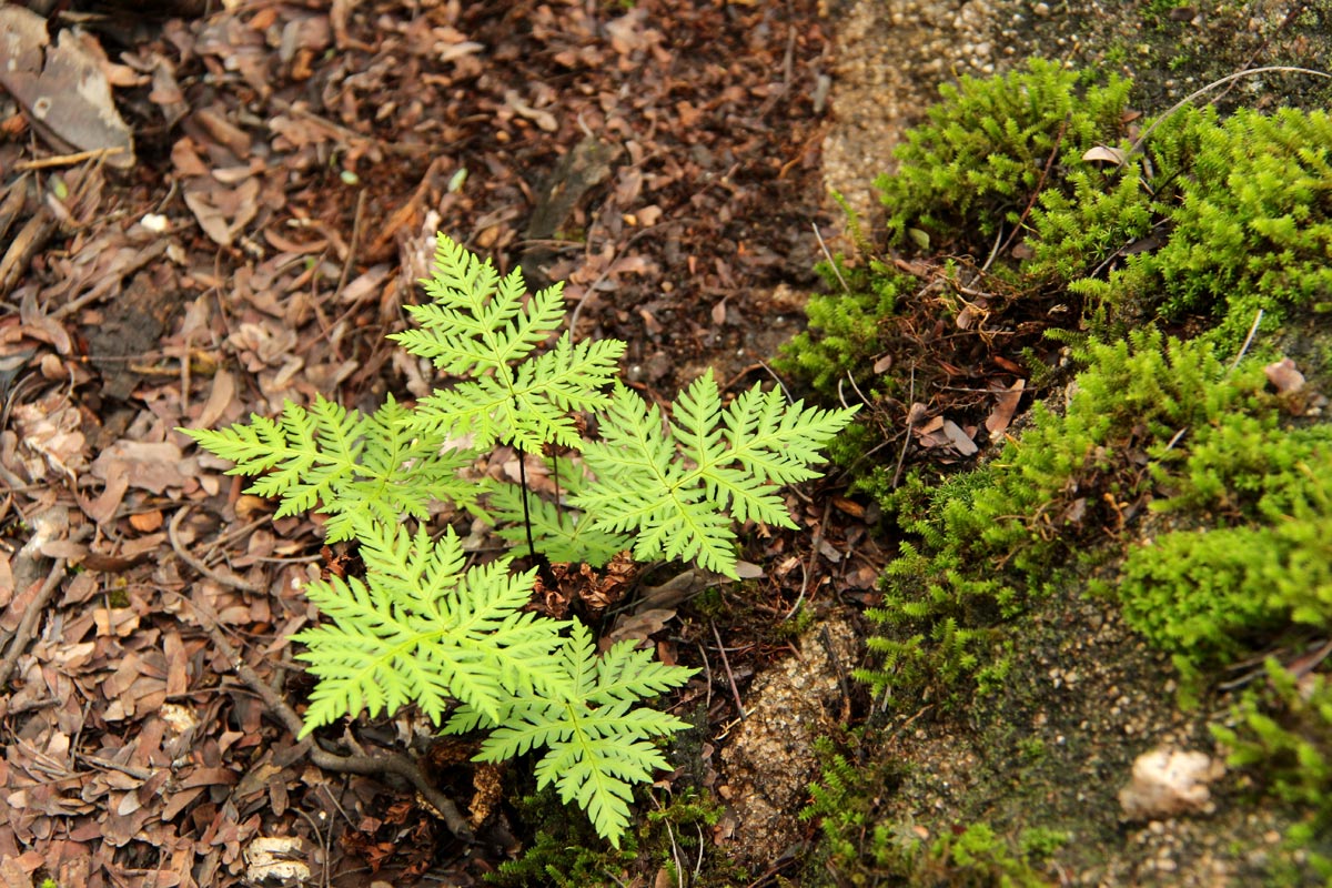 Doryopteris concolor Doryopteris concolor