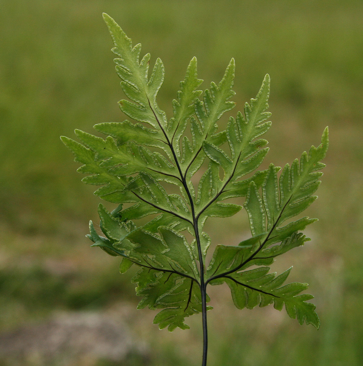 Doryopteris concolor Doryopteris concolor