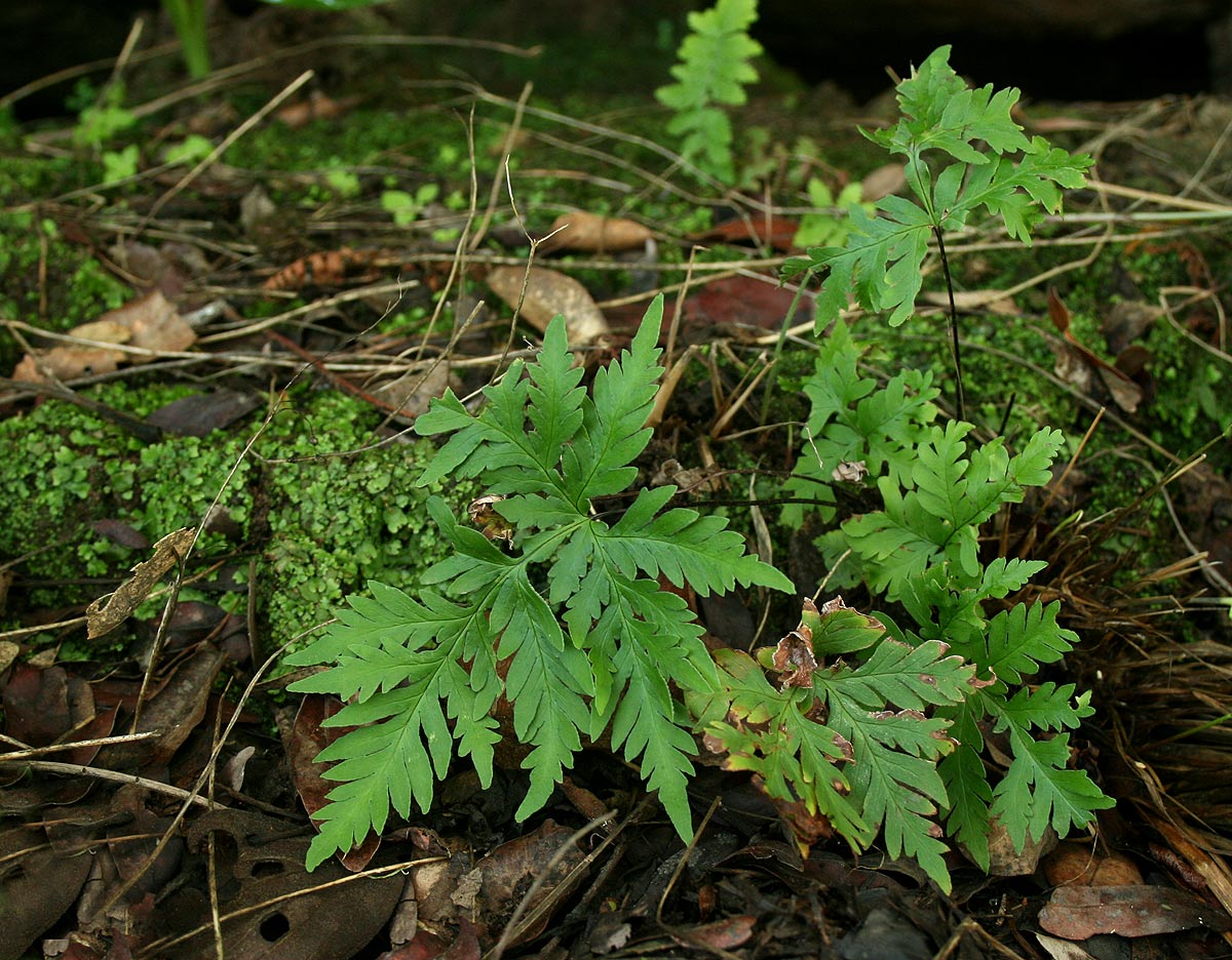 Doryopteris concolor Doryopteris concolor