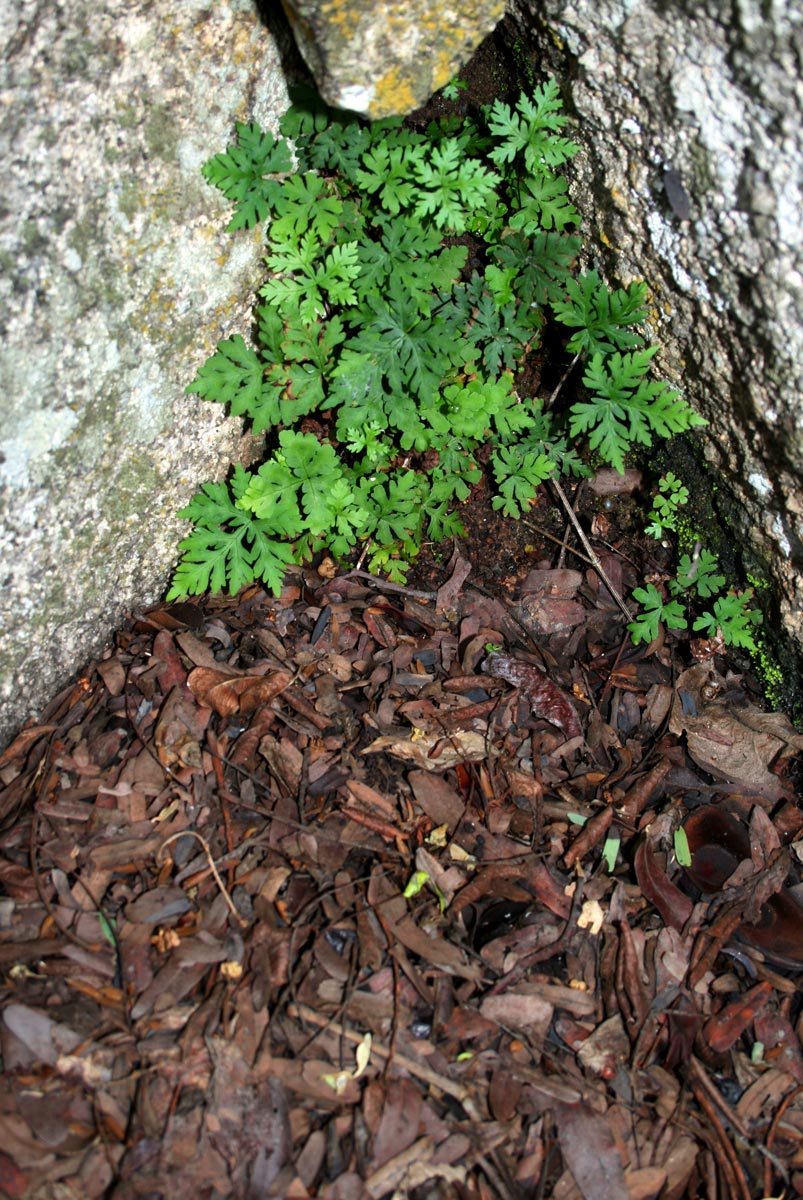 Doryopteris concolor