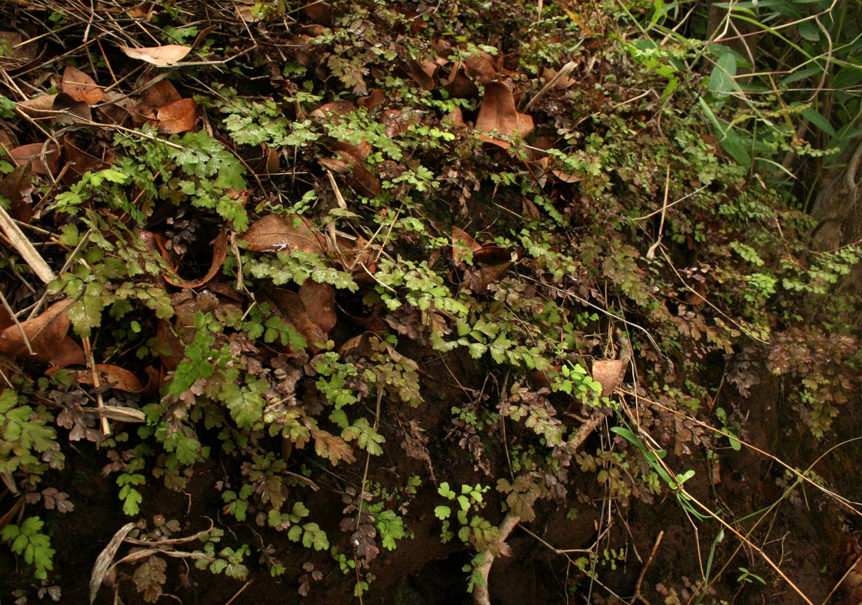 Adiantum capillus-veneris