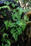 Adiantum capillus-veneris
