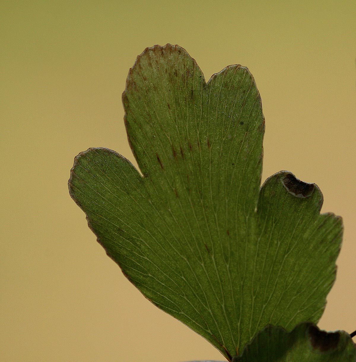Adiantum capillus-veneris