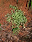 Adiantum capillus-veneris