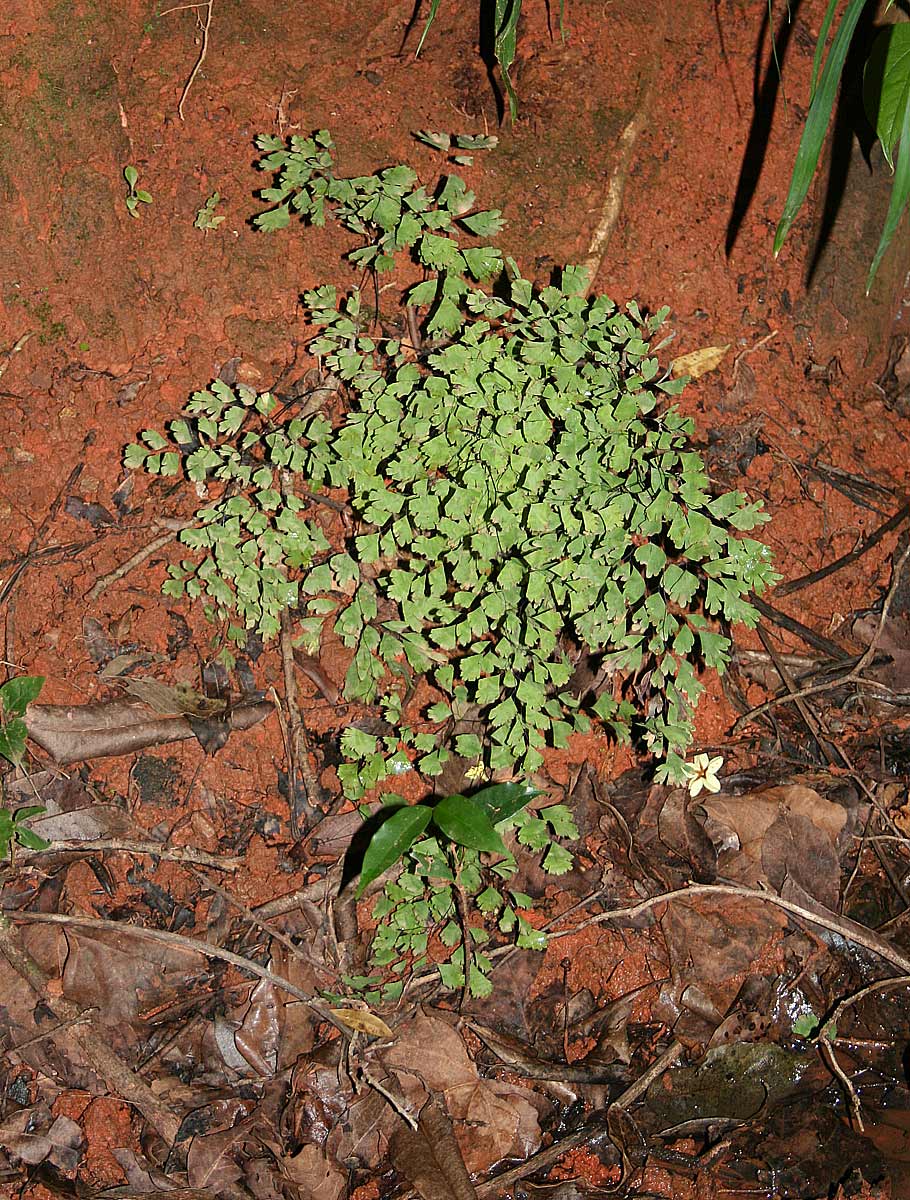 Adiantum capillus-veneris