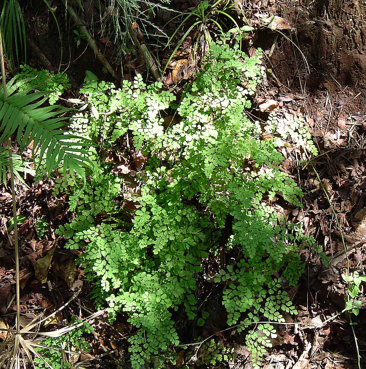 Adiantum capillus-veneris