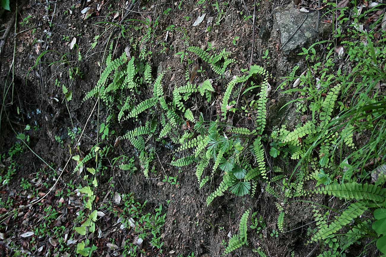 Adiantum incisum