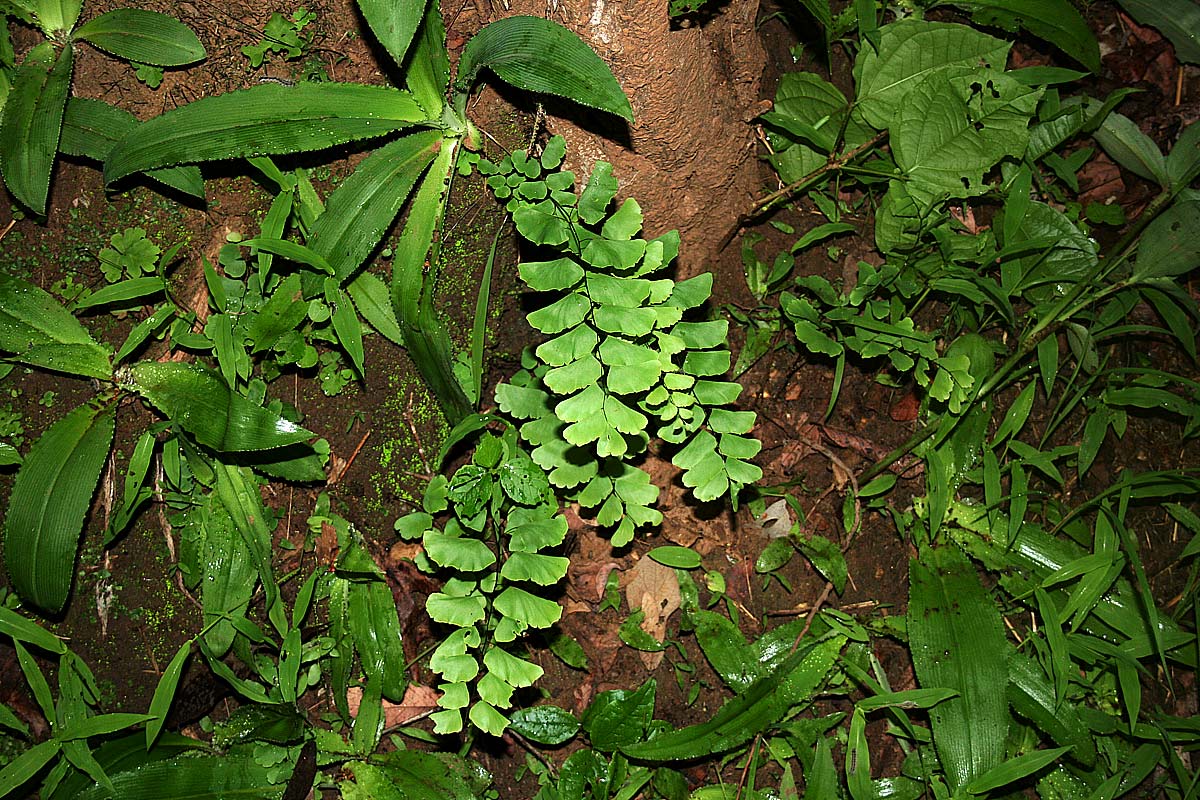 Adiantum lunulatum