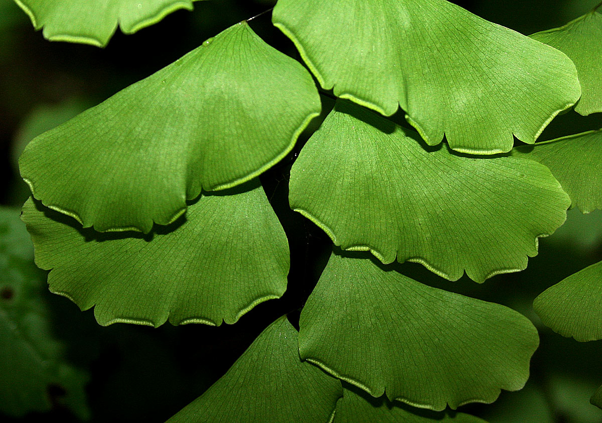 Adiantum lunulatum