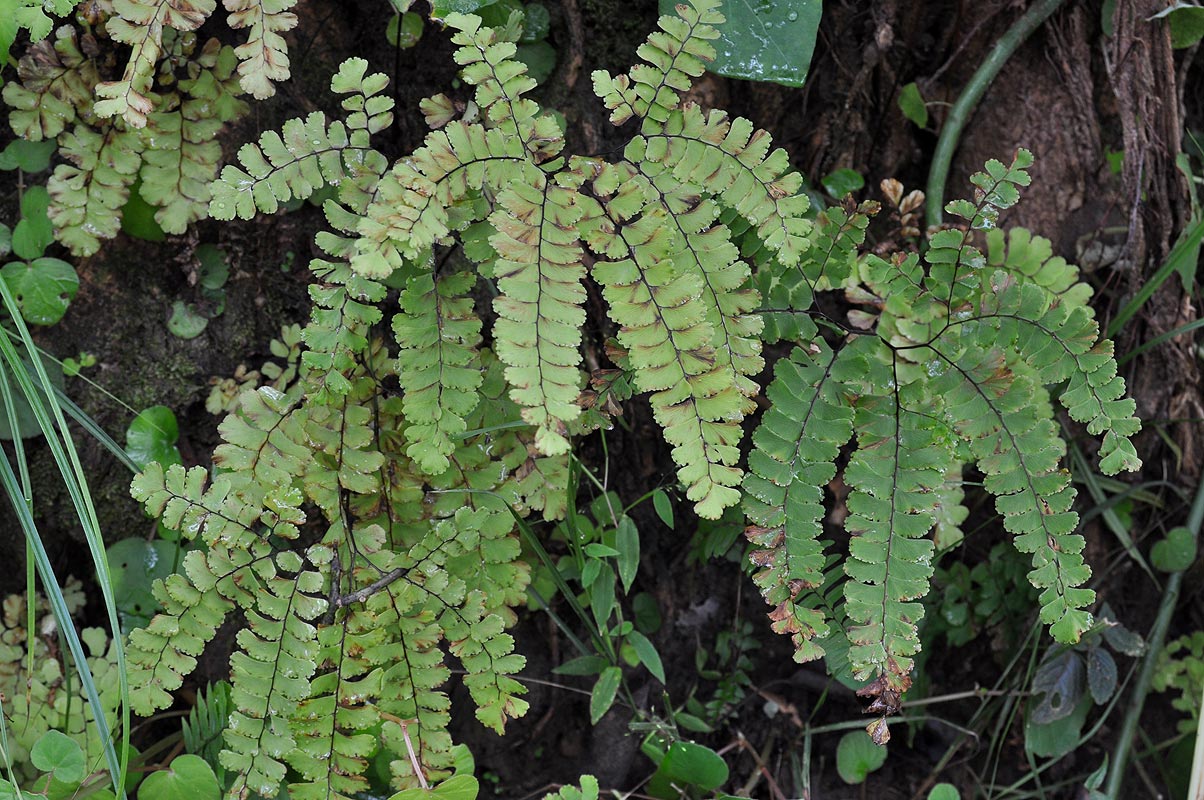 Adiantum patens subsp. oatesii Adiantum patens subsp. oatesii