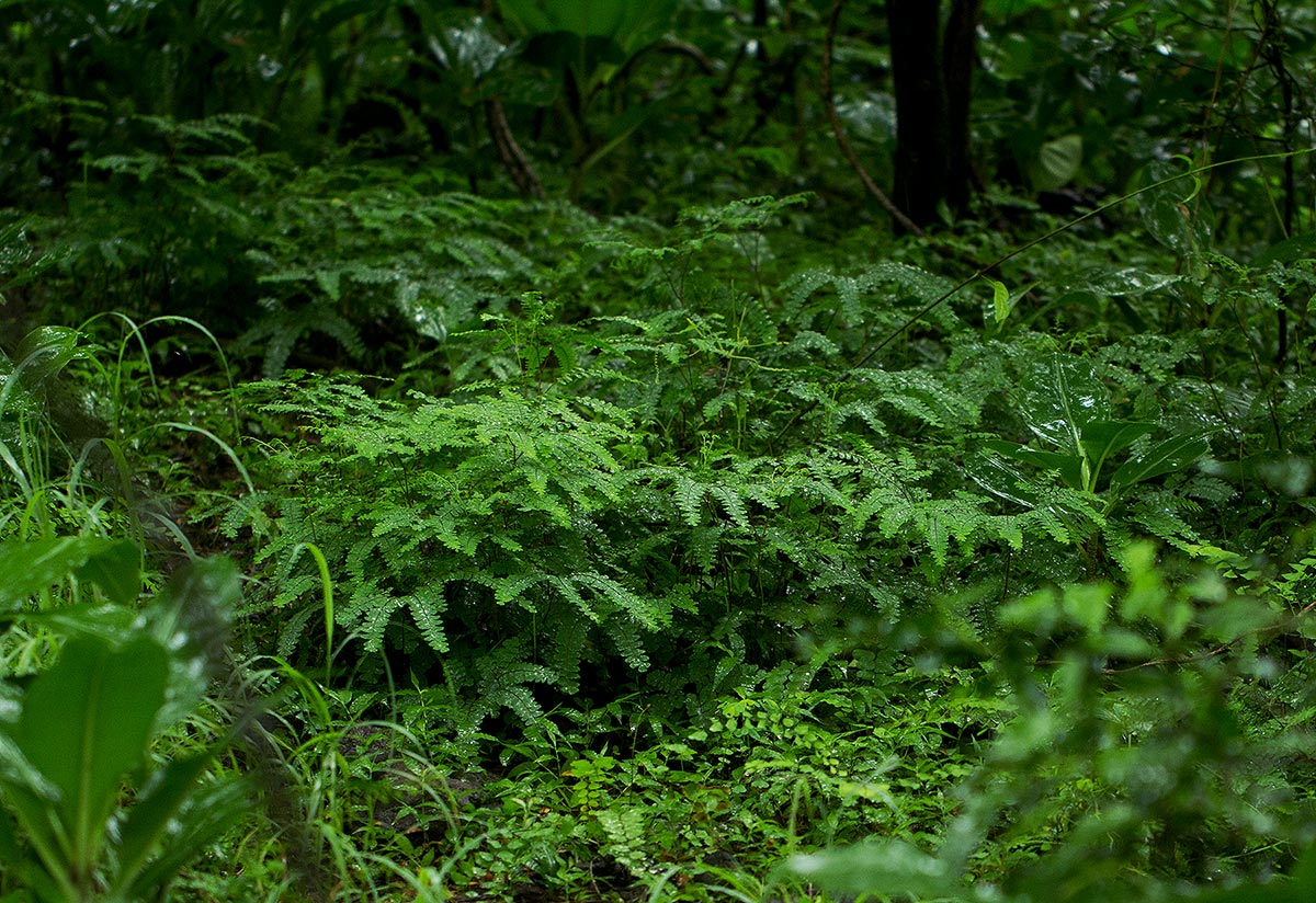 Adiantum patens subsp. oatesii Adiantum patens subsp. oatesii