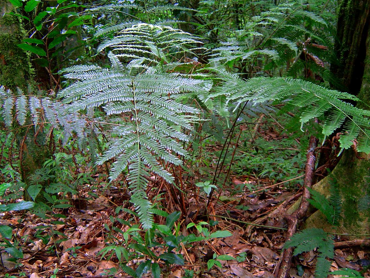Pteris catoptera Pteris catoptera