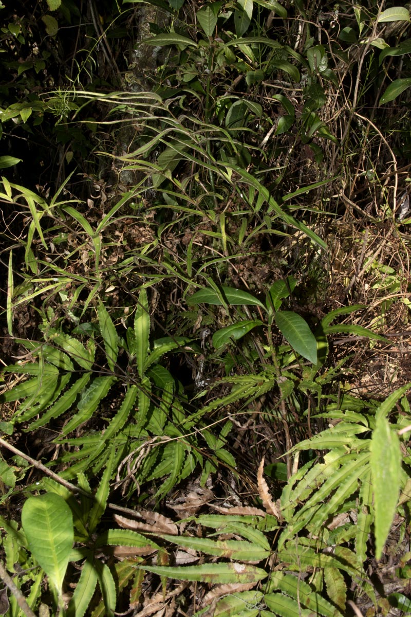 Pteris cretica Pteris cretica